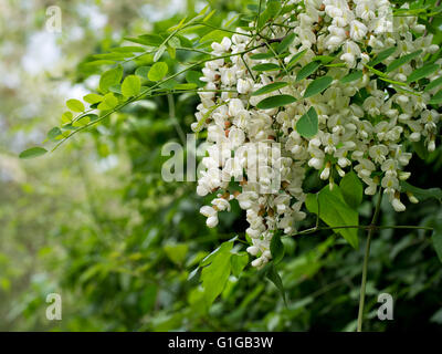 Schöner Baum. Robinia Pseudoacacia. Weiße Akazien blühen in Italien. Stockfoto