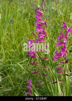 Frühling. Wilde Gladiole auf Wiese. Stockfoto