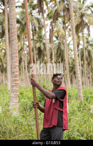 Fair-Trade Kokosnuss Harvester in Grand Bassam, Elfenbeinküste, Westafrika. Stockfoto