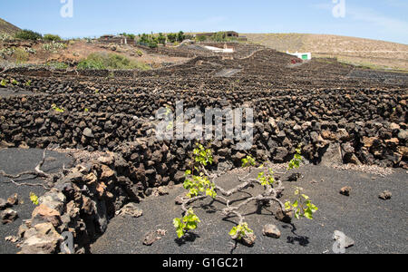 Trockenmauern und Weinreben in geschützten Gehäusen, in der Nähe von Orzola, Lanzarote, Kanarische Inseln, Spanien Stockfoto