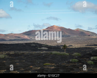 Weinreben wachsen in schwarzen Vulkanerde in geschützten geschlossenen Gruben, La Geria, Lanzarote, anzeigen Kanarische Inseln, Spanien weit entfernt von Stockfoto