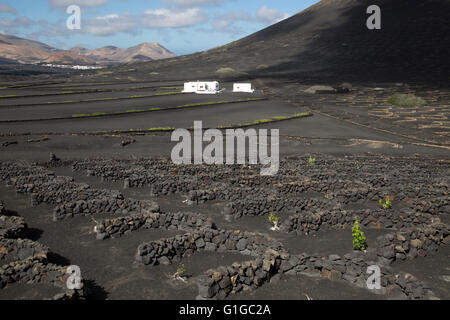 Weinreben wachsen in schwarzen Vulkanerde in geschützten geschlossenen Gruben, La Geria, Lanzarote, Kanarische Inseln, Spanien Stockfoto