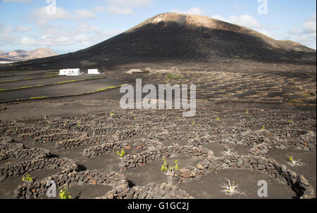 Weinreben wachsen in schwarzen Vulkanerde in geschützten geschlossenen Gruben, La Geria, Lanzarote, Kanarische Inseln, Spanien Stockfoto