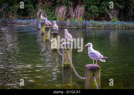Fünf Möwen hintereinander sitzen auf Beiträge auf der Serpentine im Hyde Park in London. Stockfoto