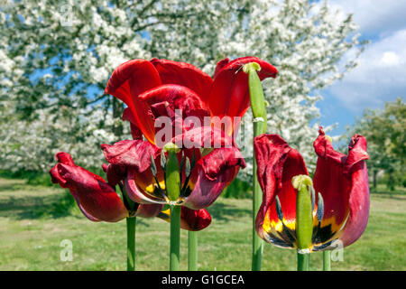 Frühling Blume Garten Fading Tulpen Rote Tulpen Blumen Stockfoto