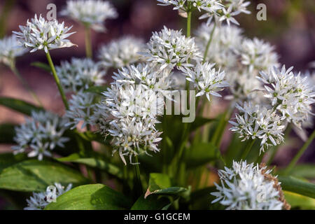 Wilder Knoblauch Blüten, Allium ursinum Stockfoto