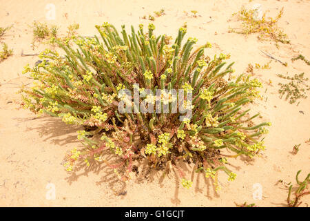 Meer-Wolfsmilch, Euphorbia Paralias, Euphorbiaceae Blüte in Sanddünen, Insel La Graciosa, Lanzarote, Kanarische Inseln, Spanien Stockfoto