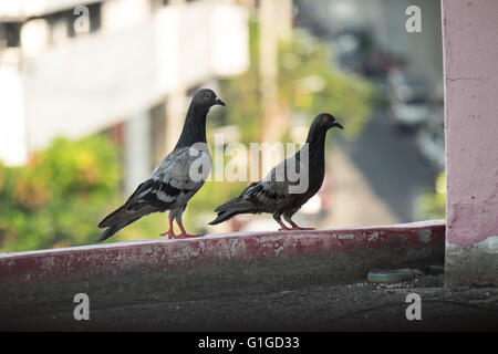 Taube in Asien, Thailand (Tiefenschärfe) Stockfoto