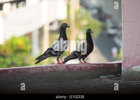 Taube in Asien, Thailand (Tiefenschärfe) Stockfoto