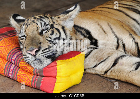 Junge Tiger am Wat Pa Luangta Maha Bua, Provinz Kanchanaburri, Thailand Stockfoto