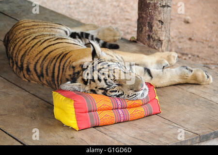 Junge Tiger am Wat Pa Luangta Maha Bua, Provinz Kanchanaburri, Thailand Stockfoto