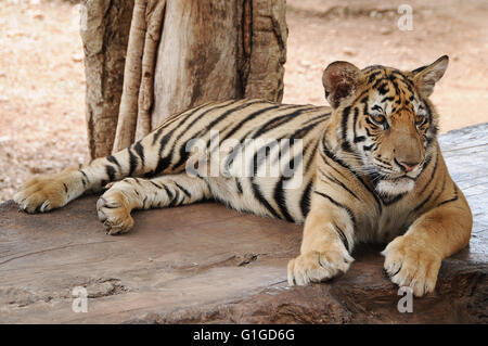 Junge Tiger am Wat Pa Luangta Maha Bua, Provinz Kanchanaburri, Thailand Stockfoto