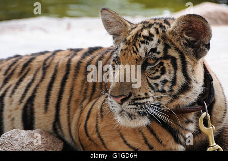 Junge Tiger am Wat Pa Luangta Maha Bua, Provinz Kanchanaburri, Thailand Stockfoto