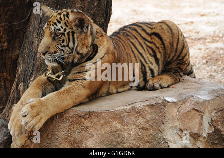 Junge Tiger am Wat Pa Luangta Maha Bua, Provinz Kanchanaburri, Thailand Stockfoto