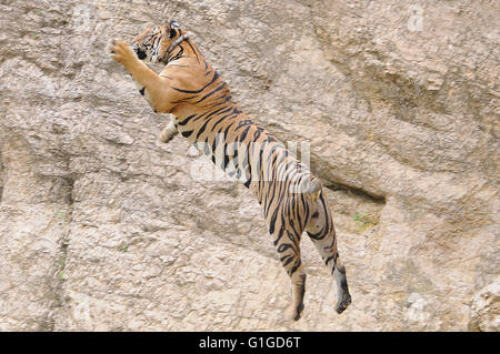 Tiger springt ins Wasser, Wat Pa Luangta Maha Bua, Thailand Stockfoto