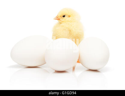 Kleine gelbe Huhn hinter der drei weiße Hühnereier, isoliert auf weißem Hintergrund Stockfoto