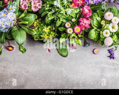 Sommer Garten Blumen in Töpfen auf grauem Stein Beton Hintergrund, Ansicht von oben. Gartenarbeit oder Blumen-Deko-Konzept Stockfoto