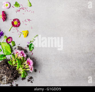 Sommer Blumen Pflanze mit Blüten und Blättern auf grauem Stein Hintergrund, Draufsicht, Platz für Text. Garten- oder Blumenerde Konzept Stockfoto