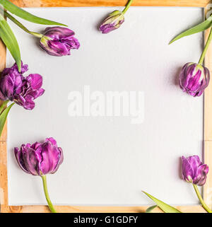 Hintergrund mit Tulpen Blumen und Wasser tropft auf leere weiße Tafel. Frühling oder Frühling Blumen-Konzept. Stockfoto