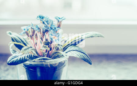 Blauer Primula in Blumen Topf auf der Fensterbank, Nahaufnahme. Heimtextilien Stockfoto