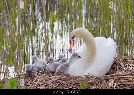 Höckerschwan Cygnus Solar auf dem Nest mit frisch geschlüpften Cygnets Stockfoto