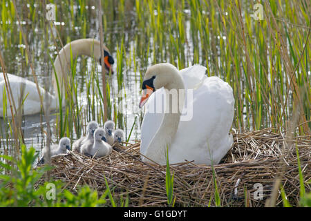 Höckerschwan Cygnus Solar auf dem Nest mit frisch geschlüpften Cygnets Stockfoto