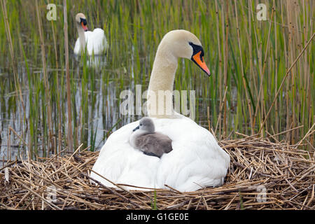 Stummer Swan Cygnus olar mit einer Familie frisch geschlüpfter Zygneten, die auf dem Rücken eines Erwachsenen reiten Stockfoto