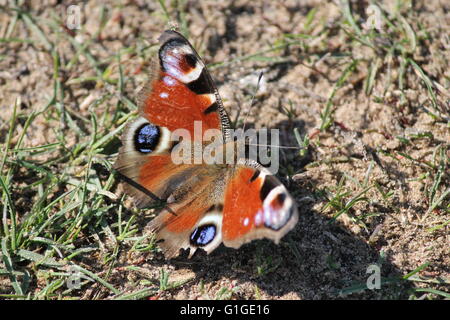 Orange mit falschen Augen auf Flügel Schmetterling sitzen auf dem Rasen unter der Frühlingssonne Stockfoto