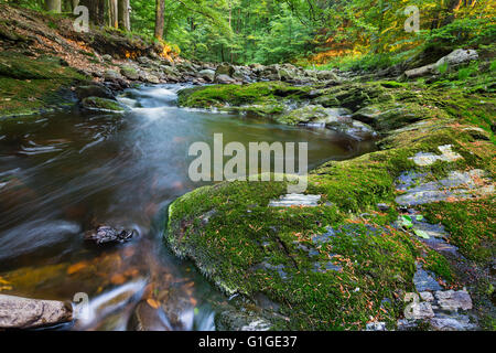 Niedrigen Winkel Blick auf einen kleinen Gebirgsbach im hohen Venn, Ardennen, Belgien zwischen grünem Moos bedeckt Felsen laufen. Stockfoto