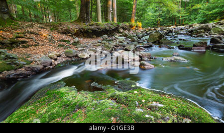 Ein kleiner Gebirgsbach im hohen Venn, Ardennen, Belgien zwischen grünem Moos bedeckt Felsen mit warmen Abendlicht. Stockfoto