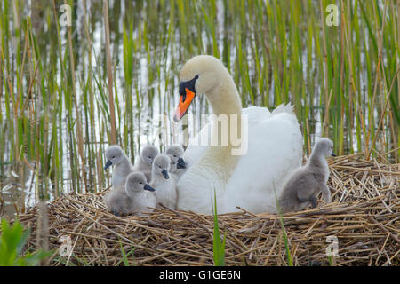 Höckerschwan Cygnus Solar auf dem Nest mit frisch geschlüpften Cygnets Stockfoto