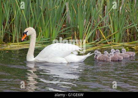 Höckerschwan Cygnus Solar auf dem Nest mit frisch geschlüpften Cygnets Stockfoto