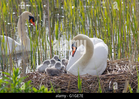 Höckerschwan Cygnus Solar auf dem Nest mit frisch geschlüpften Cygnets Stockfoto