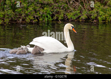 Höckerschwan Cygnus Solar Weibchen Schwimmen mit frisch geschlüpften Cygnets Stockfoto