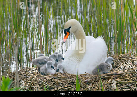 Höckerschwan Cygnus Solar auf dem Nest mit frisch geschlüpften Cygnets Stockfoto