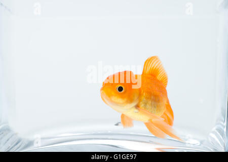 Goldfische im Aquarium isoliert auf weißem Hintergrund Stockfoto