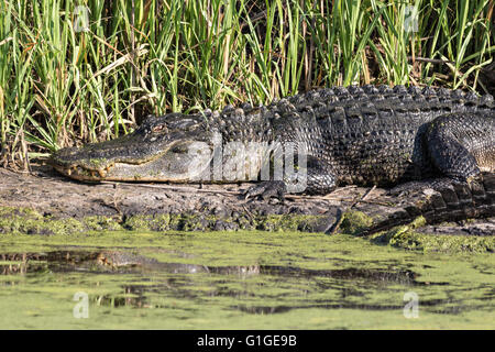 Amerikanische Krokodile sonnen sich auf einer Bank an einem Kanal in der Donnelley Wildlife Management Area 9. Mai 2016 im grünen Teich, South Carolina. Die Erhaltung ist Teil des größeren ACE Becken Natur Flüchtlings, eine der größten unbebauten Mündungen entlang der atlantischen Küste der Vereinigten Staaten. Stockfoto