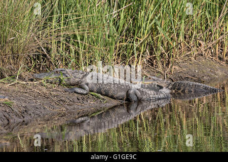 Amerikanische Krokodile sonnen sich auf einer Bank an einem Kanal in der Donnelley Wildlife Management Area 9. Mai 2016 im grünen Teich, South Carolina. Die Erhaltung ist Teil des größeren ACE Becken Natur Flüchtlings, eine der größten unbebauten Mündungen entlang der atlantischen Küste der Vereinigten Staaten. Stockfoto