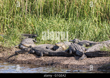 Amerikanischen Alligatoren Sonne entlang einer Bank in der Donnelley Wildlife Management Area 9. Mai 2016 im grünen Teich, South Carolina. Die Erhaltung ist Teil des größeren ACE Becken Natur Flüchtlings, eine der größten unbebauten Mündungen entlang der atlantischen Küste der Vereinigten Staaten. Stockfoto