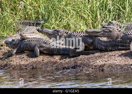 Amerikanischen Alligatoren Sonne entlang einer Bank in der Donnelley Wildlife Management Area 9. Mai 2016 im grünen Teich, South Carolina. Die Erhaltung ist Teil des größeren ACE Becken Natur Flüchtlings, eine der größten unbebauten Mündungen entlang der atlantischen Küste der Vereinigten Staaten. Stockfoto