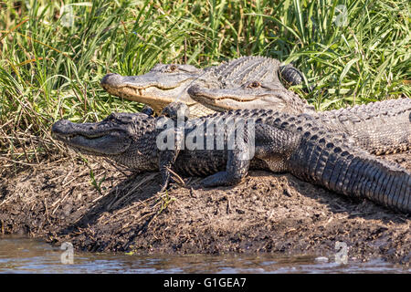 Amerikanischen Alligatoren Sonne entlang einer Bank in der Donnelley Wildlife Management Area 9. Mai 2016 im grünen Teich, South Carolina. Die Erhaltung ist Teil des größeren ACE Becken Natur Flüchtlings, eine der größten unbebauten Mündungen entlang der atlantischen Küste der Vereinigten Staaten. Stockfoto