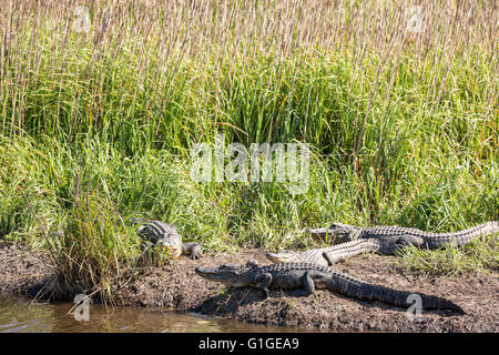 Amerikanischen Alligatoren Sonne entlang einer Bank in der Donnelley Wildlife Management Area 9. Mai 2016 im grünen Teich, South Carolina. Die Erhaltung ist Teil des größeren ACE Becken Natur Flüchtlings, eine der größten unbebauten Mündungen entlang der atlantischen Küste der Vereinigten Staaten. Stockfoto