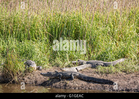 Amerikanischen Alligatoren Sonne entlang einer Bank in der Donnelley Wildlife Management Area 9. Mai 2016 im grünen Teich, South Carolina. Die Erhaltung ist Teil des größeren ACE Becken Natur Flüchtlings, eine der größten unbebauten Mündungen entlang der atlantischen Küste der Vereinigten Staaten. Stockfoto