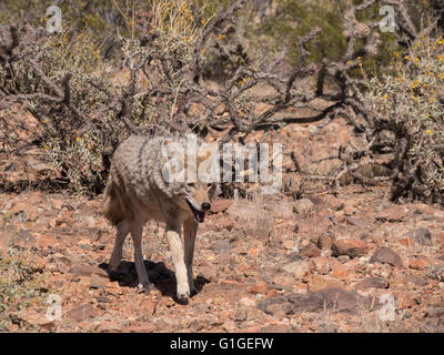 Kojote (Canis Latrans), Arizona-Sonora Desert Museum, Tucson, Arizona. Stockfoto