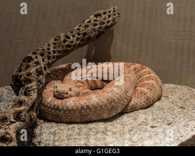 Gefleckte Klapperschlange (Crotalus Mitchellii), Arizona-Sonora Desert Museum, Tucson, Arizona. Stockfoto