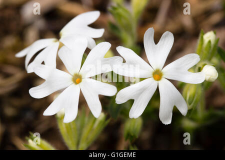 Nahaufnahme von 5 blättrige weißen Blüten von Moos-Phlox, Phlox Subulata "Schneeflocke" Stockfoto