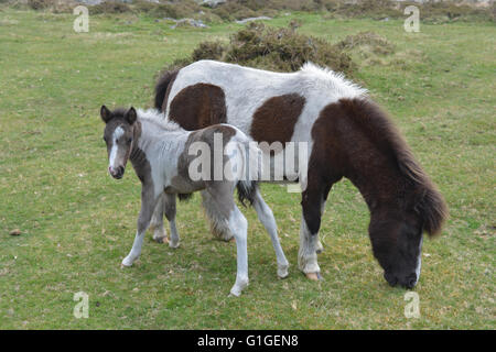 Stute mit sehr jungen Dartmoor Pony Fohlen, frei im Dartmoor National Park, Devon, England herum grasen. Stockfoto