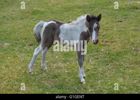 Sehr junge Dartmoor Pony Fohlen im Dartmoor National Park, Devon, England frei herum. Stockfoto