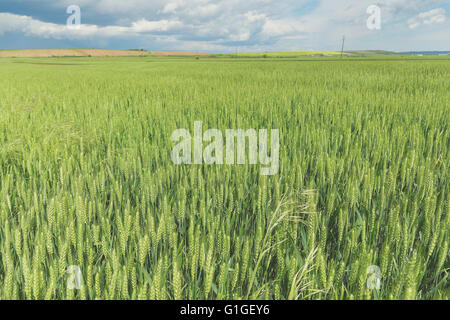 Grüne Weizenfelder. Jungen Weizen Stiele in einem Feld im Frühjahr mit dramatischer Himmel im Hintergrund Stockfoto