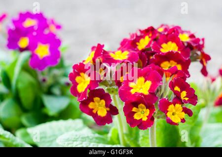 Sortiert, blühenden Frühling Primeln in bunten Blumenbeet Stockfoto